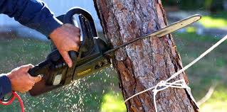 Best Tree Cabling and Bracing  in Starbuck, MN